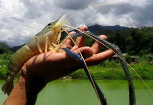 国产对白虾是淡水虾吗