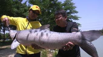 青鱼视频国产,青鱼视频引领国产短视频新潮流